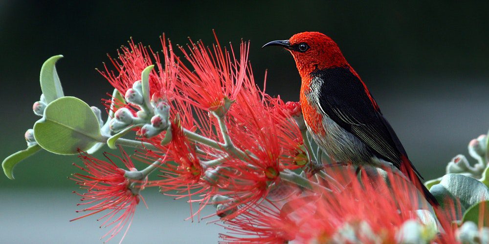 animal-animal-photography-daylight-36762